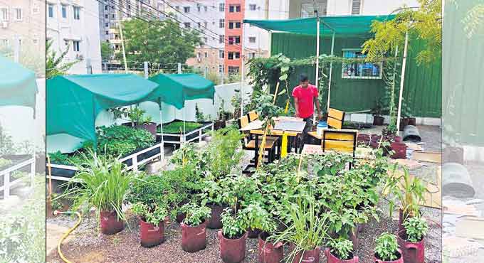 Urban Farming