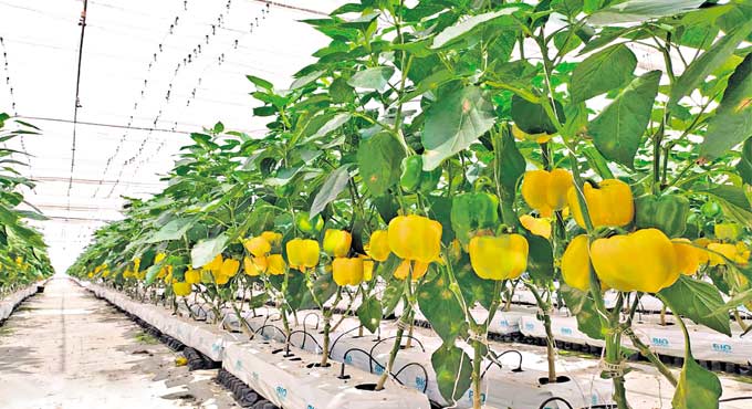 capsicum cultivation