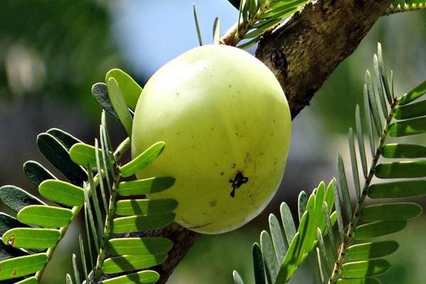 5 healthy Ingredients to help channel your inner Boss Lady