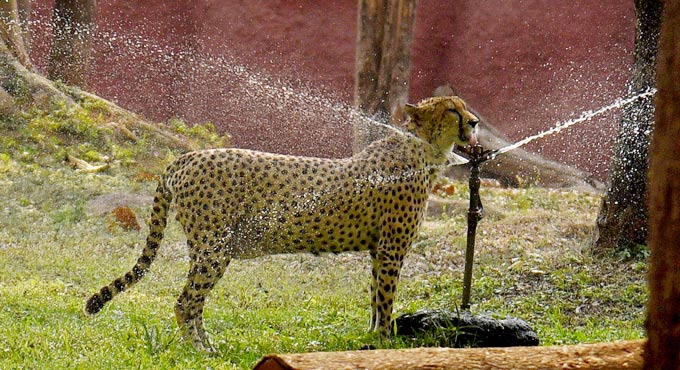 IMD issues heatwave alert in Telangana