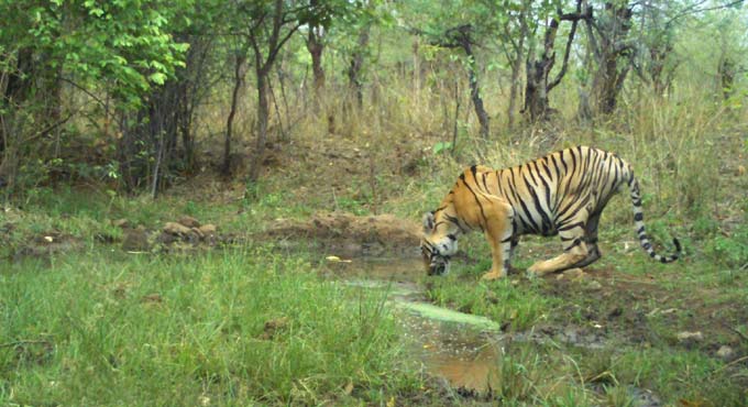 Telangana forms State-level committee to mitigate man-animal conflict