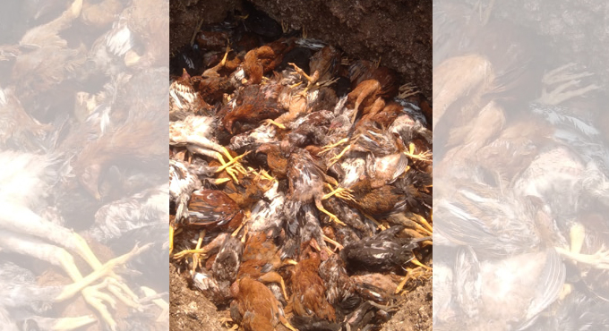 Telangana: 4,000 poultry birds die of Ranikhet disease in Peddapalli