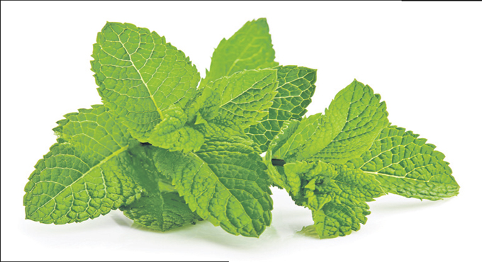 Why does mint taste cold?