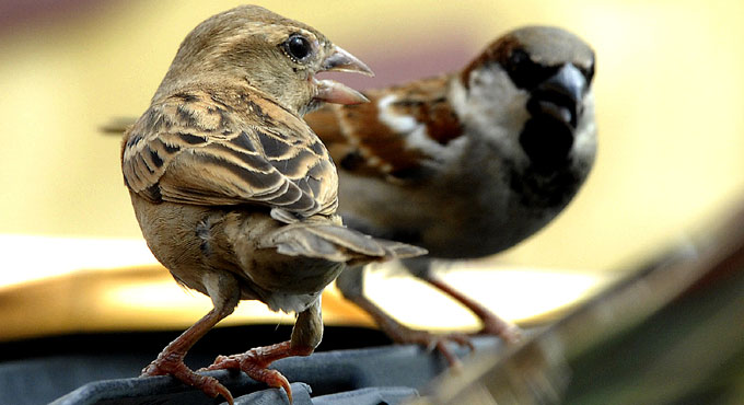 Common sparrow now a rare sight in Hyderabad