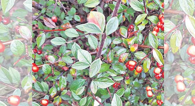 Pollution-beating ‘super plant’