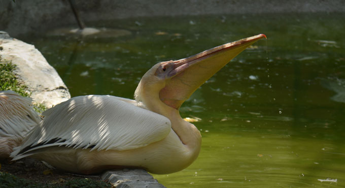 Nehru zoo officials helping animals beat the heat