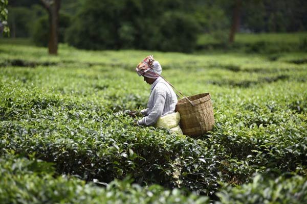 Tea business all set to return in Doon valley