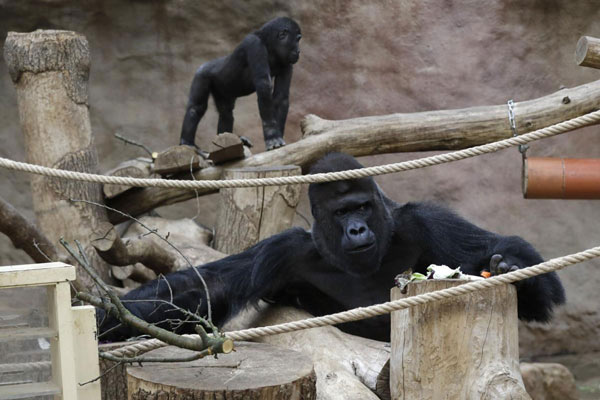 Zoos aim to curb people giving virus to animals