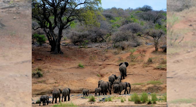 State of wildlife around the world