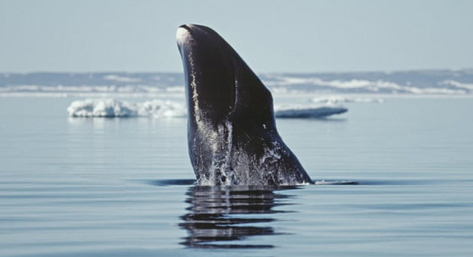 Climate change forcing Bowhead whales to hold off annual migration