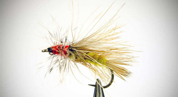 Insect species named after coronavirus