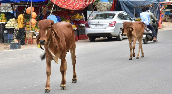 GHMC for animal-free city roads
