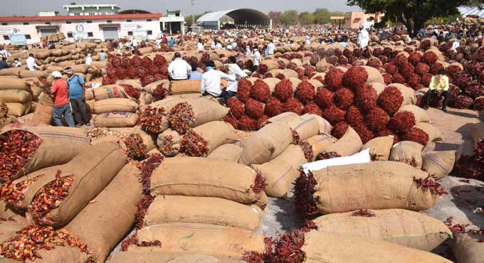 Record 70,000 chilli bags arrive at Enumamula market yard