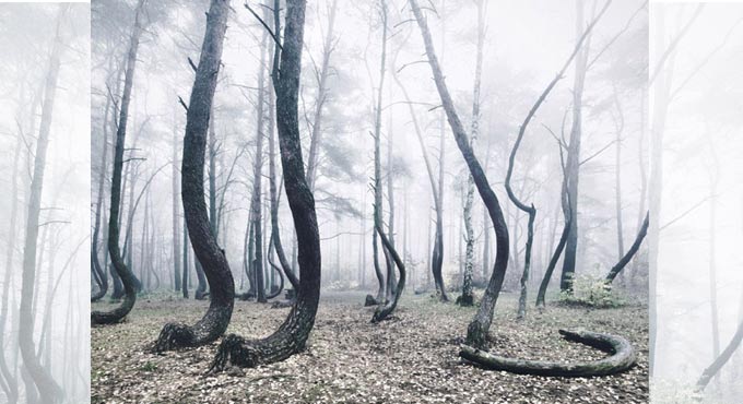 Mystery of Poland’s Crooked Forest