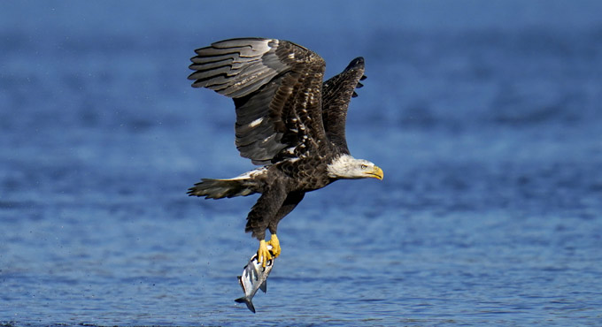 Falconiformes: The birds of prey