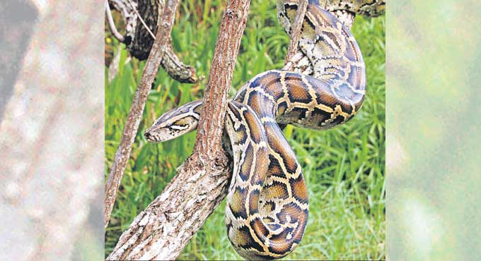 How harmful are Invasive Species-Telangana Today