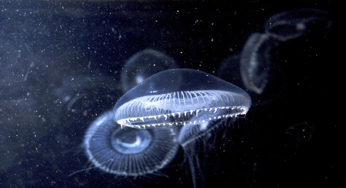 The Bioluminescence phenomenon