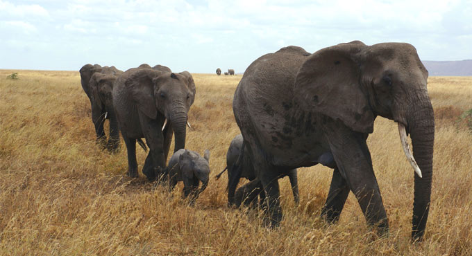 Kenya’s elephant number increases at 2.8%