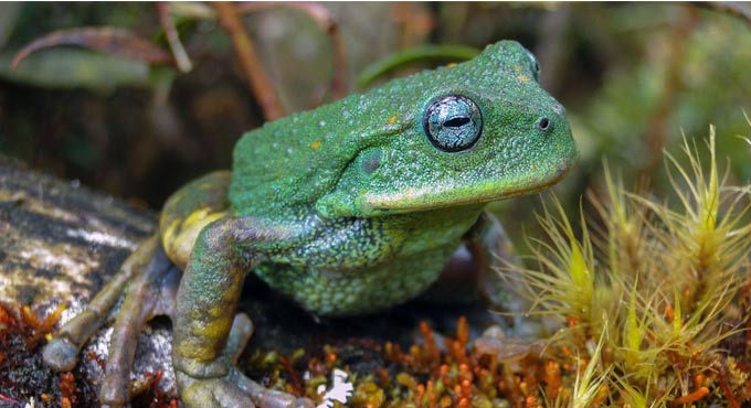 New frog species found in Peru