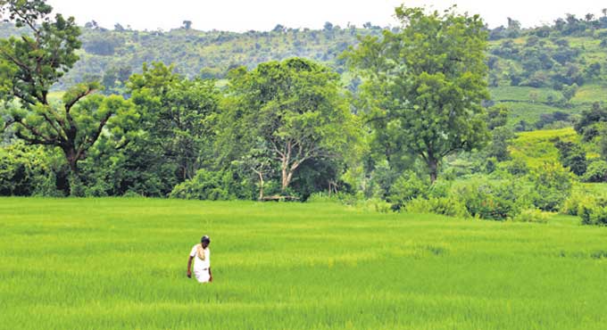 Telangana registers 2.37 crore metric tonnes of paddy yield in 2020-21
