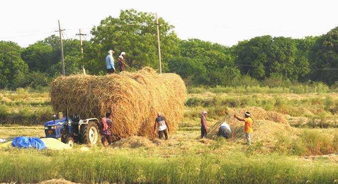 paddy procurement centres
