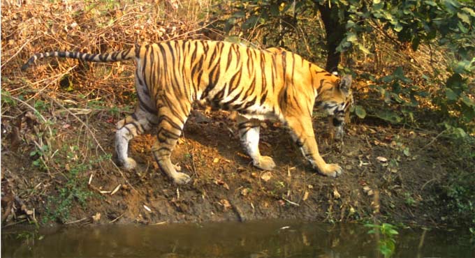 Pregnant tigress poached in Maharashtra, worrying foresters of Telangana