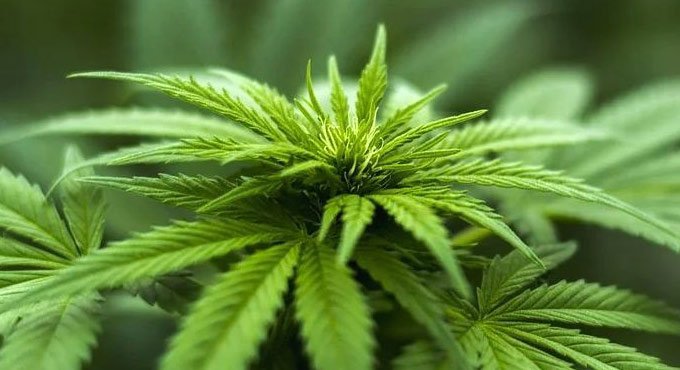 Researchers suggest doctors should screen over-50s for cannabis use