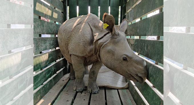 Assam: 3 rhino calves rescued in 2019, to be released into wild