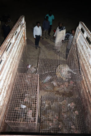 Experts roped in to put an end to monkey menace in Siddipet