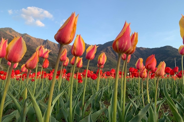 Tulips add magical colours to Kashmir’s landscape as weather remains dry