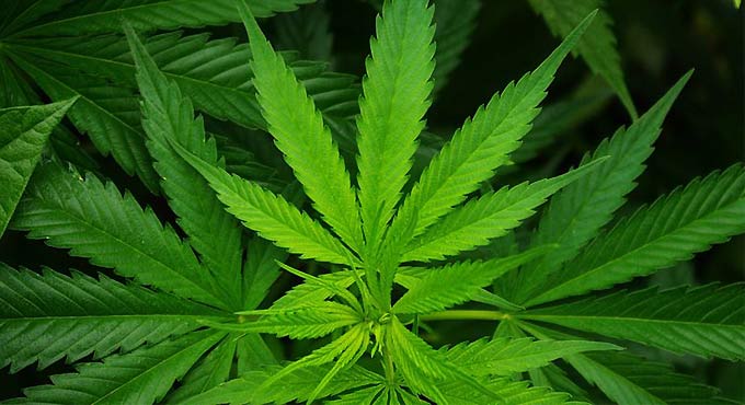 Study explores temporal link between medicinal cannabis for epilepsy