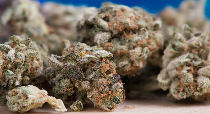 Study links early cannabis use to heart disease