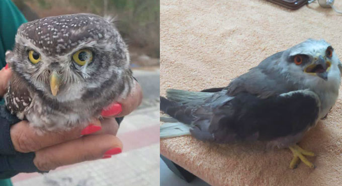 Telangana: Birds hit by soaring temperatures in Sangareddy