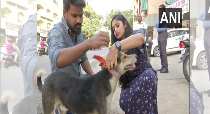 This NGO in Hyderabad is trying to save stray animals with fluorescent collars