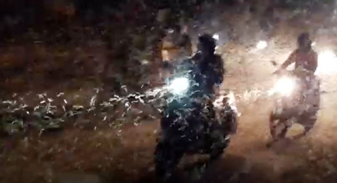 Insects create havoc near Kakatiya canal in Karimnagar