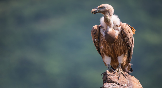 Helping vultures to rule the sky