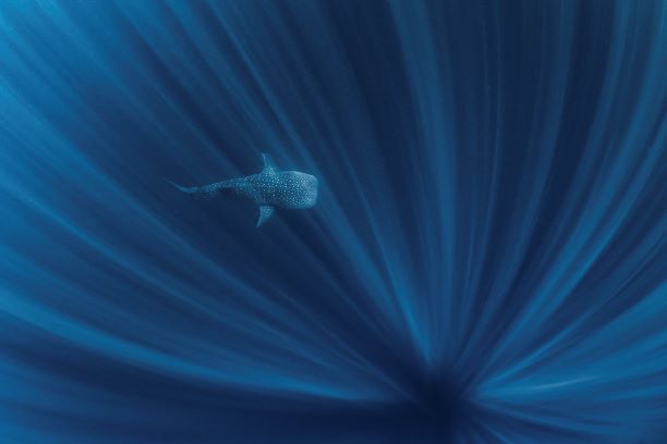 Whale songs can be used to map out the ocean floor