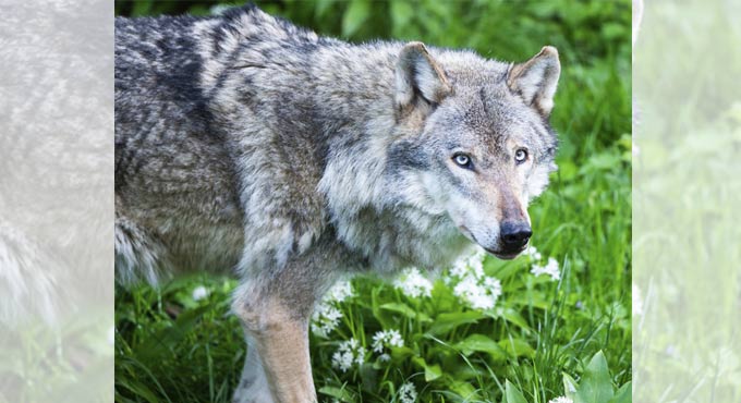 Wolves return to Netherlands