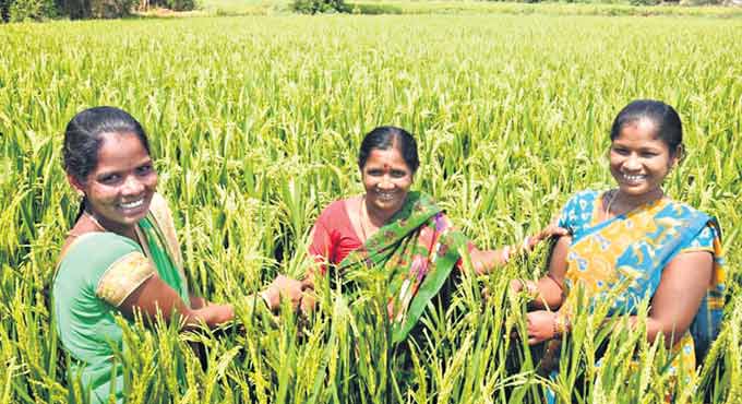 Paddy yield