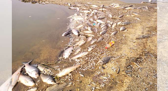 Kothagudem: Lack of oxygen in tank kills thousands of fish