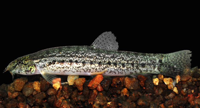 Telangana’s water bodies home to 143 fish species: Study