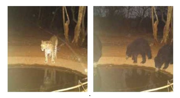 Telangana: Measures to quench wild animals thirst in forests pays off