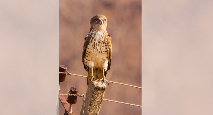 Adilabad’s wildlife photographer spots rare snake eagle