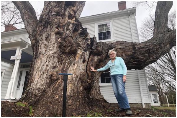 One of country”s largest sugar maples removed for safety