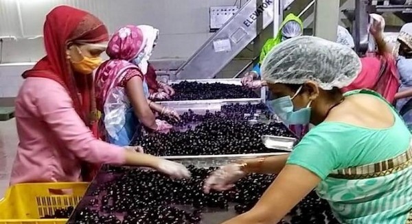 Widening the market for Nashik-based jamun agroforestry