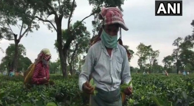 Assam: Tea estate in Dibrugarh shut down as 133 test COVID positive