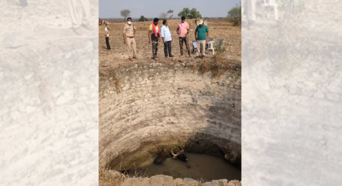 Bison falls into agriculture well, rescued in Asifabad