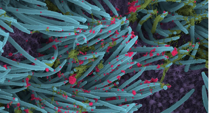 Decoded: How antibodies neutralise Covid infection