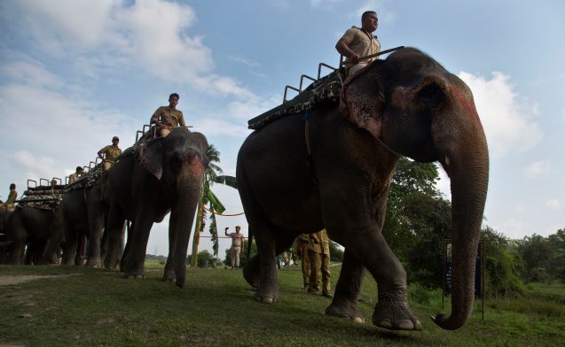 Elephants