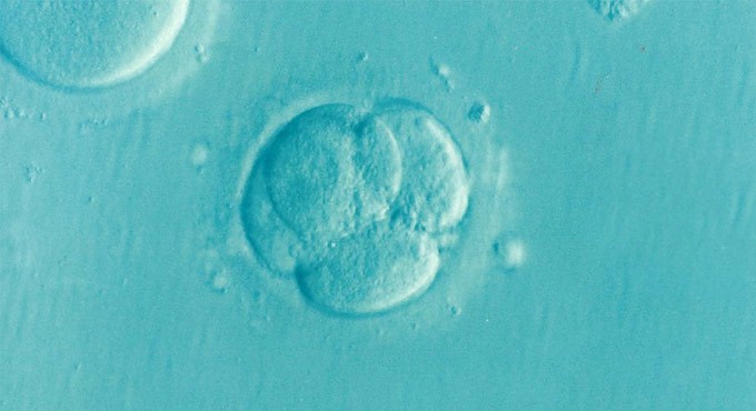 Embryos of many species use sound to prepare for the outside world